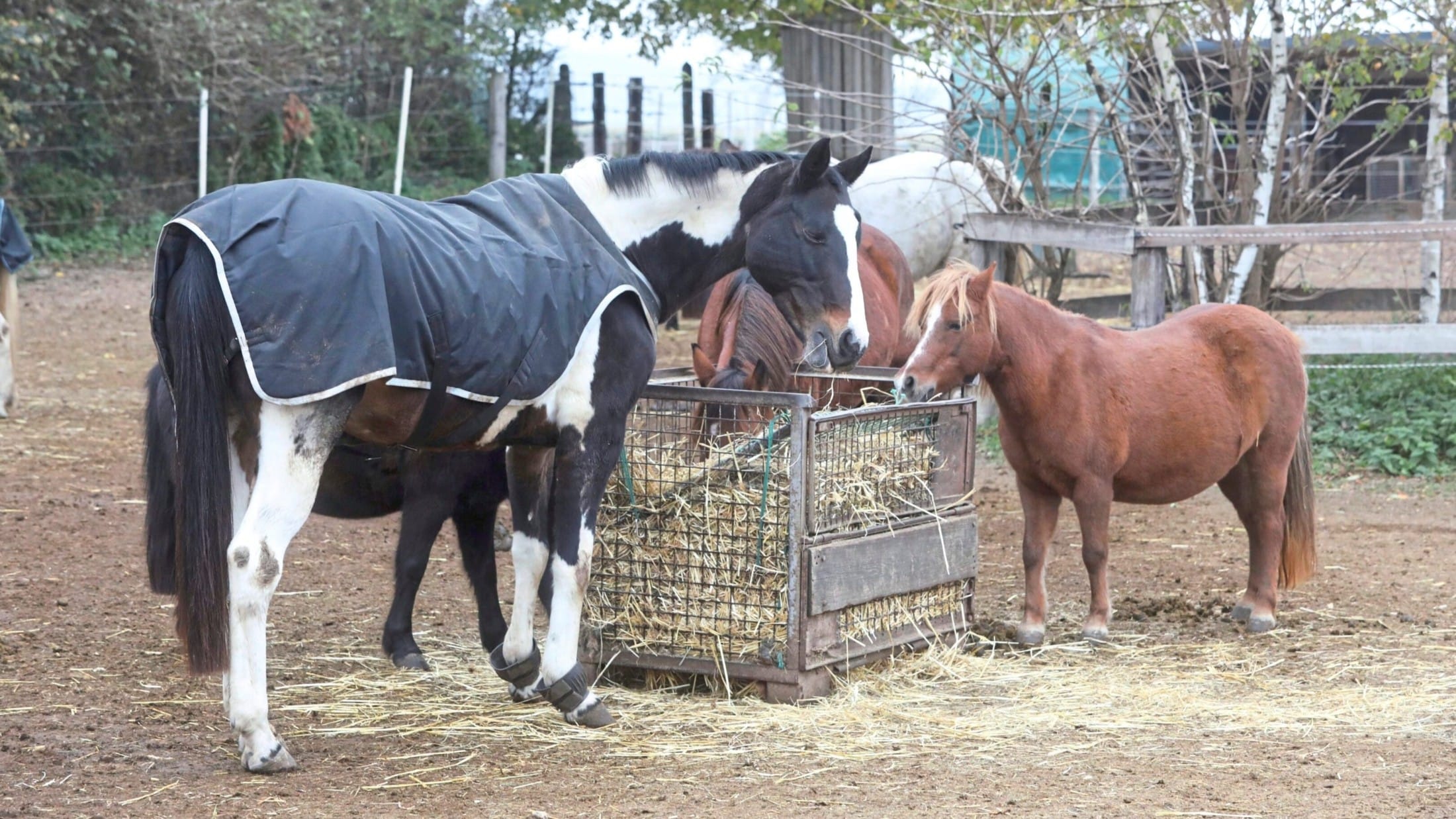 The monthly costs for hay amount to 2,500 euros. (Bild: Jöchl Martin)