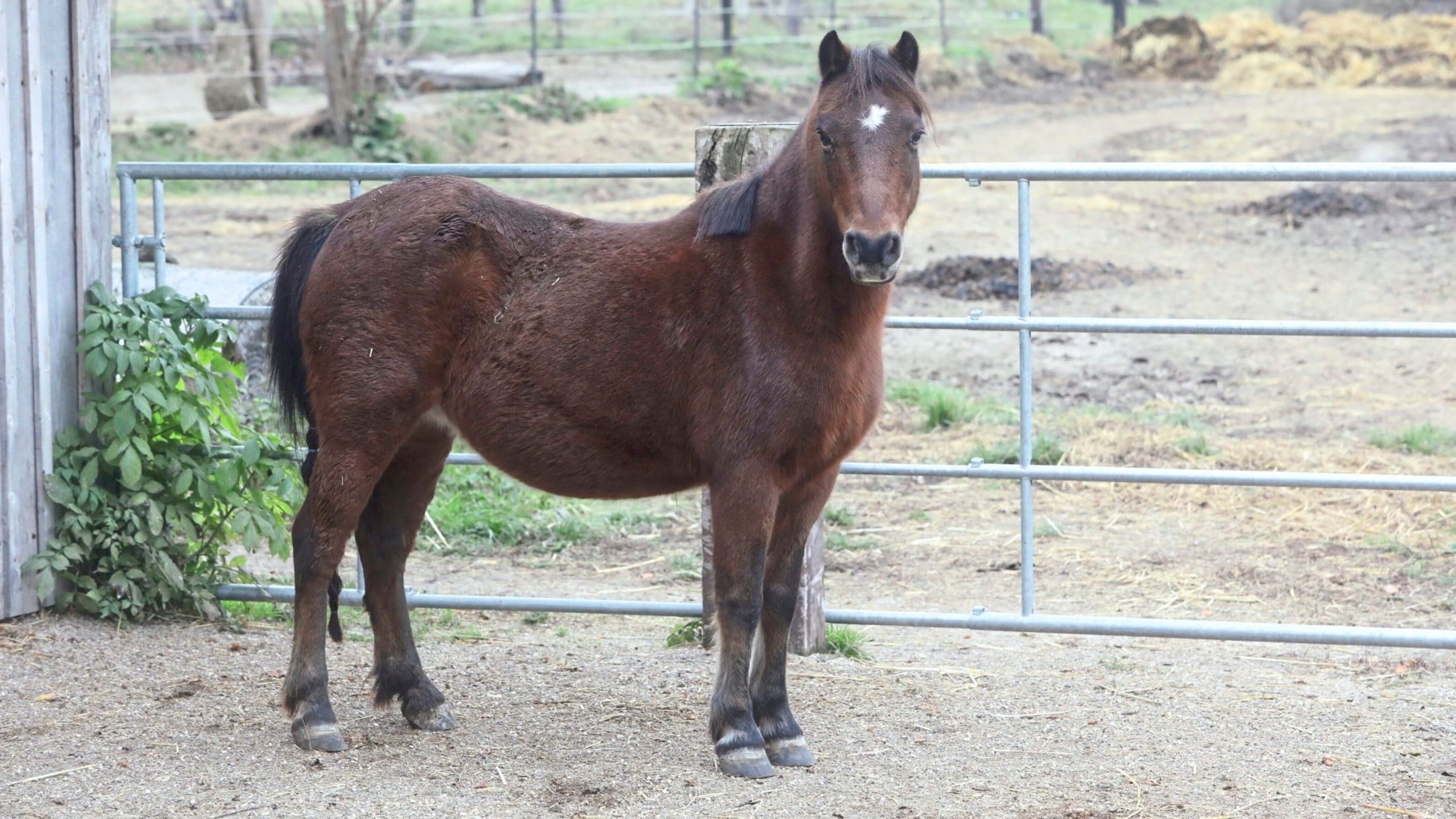 Training a therapy horse takes a long time and is very varied and intensive. (Bild: Jöchl Martin)