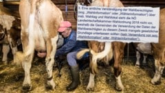 Im März finden die Landwirtschaftskammer-Wahlen statt. Ein Schreiben des Landes sorgt jetzt bereits für Wirbel. (Bild: Krone KREATIV/Johann Groder / EXPA / picturedesk.com)