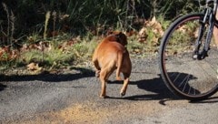 Das Gesetz beachtet auch eine „virtuelle“ Leine bei der Führung eines Hundes. (Bild: stock.adobe.com/canecorso)