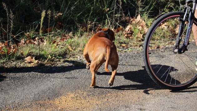 Das Gesetz beachtet auch eine „virtuelle“ Leine bei der Führung eines Hundes. (Bild: stock.adobe.com/canecorso)