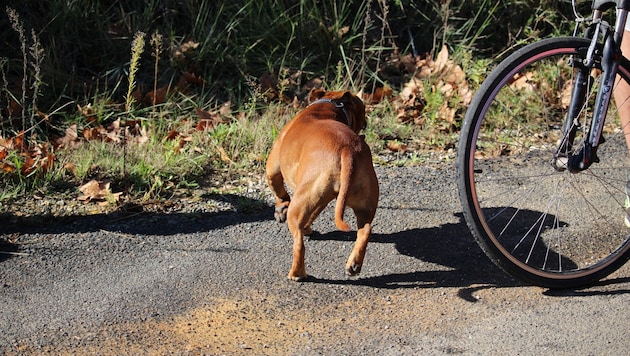 Das Gesetz beachtet auch eine „virtuelle“ Leine bei der Führung eines Hundes. (Bild: stock.adobe.com/canecorso)