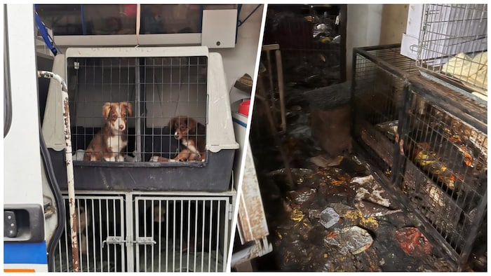Buyers of these cute puppies accept the conditions in the breeding stations - after all, the price was a bargain. 