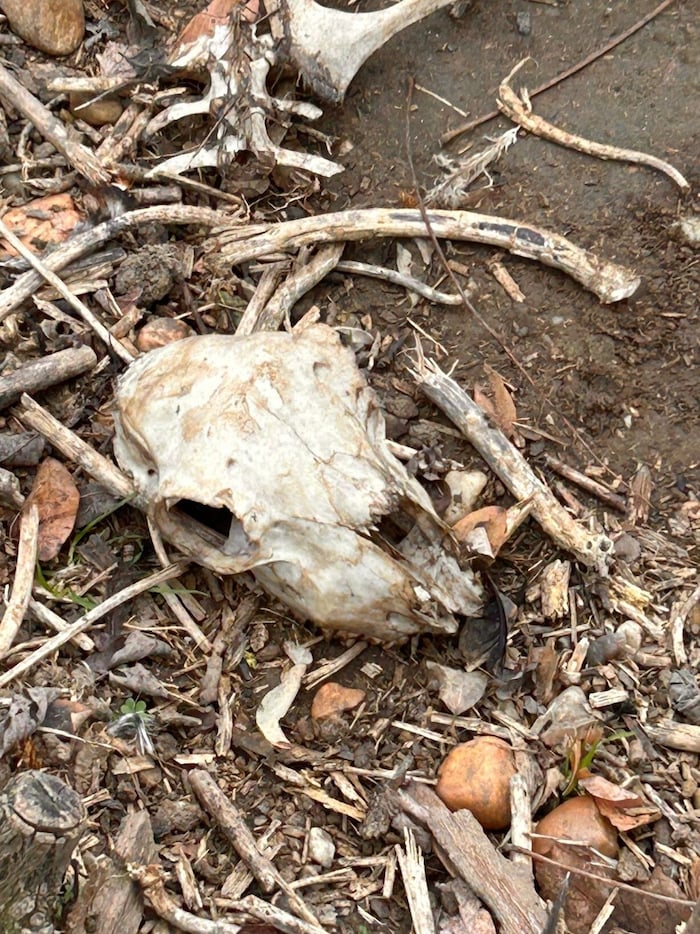 Auf dem Hof dürften auch zahlreiche Tiere umgekommen sein, Knochen und Schädel liegen auf dem ...