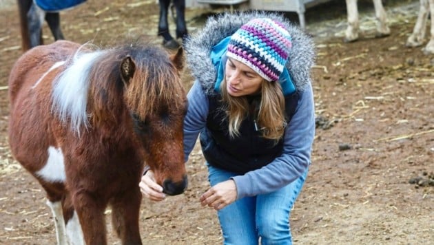 Fohlen „Fairytales Bog Sir Short“ gehört zur seltenen Kerry Bog Ponyrasse. Davon gibt es weltweit nur mehr etwa 400 Tiere. (Bild: Jöchl Martin)