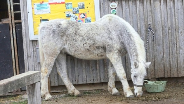 Senior „Filou“ ist bereit 26 Jahre alt und so wie auch die anderen Tiere am Hof, darf er hier seinen Lebensabend in Geborgenheit verbringen. (Bild: Jöchl Martin)