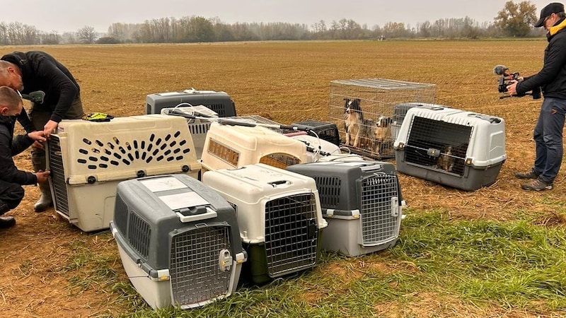 Der Einsatz wird noch bis in die späten Abendstunden laufen, bis alle Tiere entsprechend gesichert sind.  (Bild: privat)