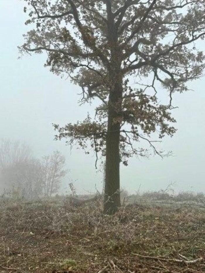 Nur ein einsamer Baumriese ist von dem Wald  geblieben.