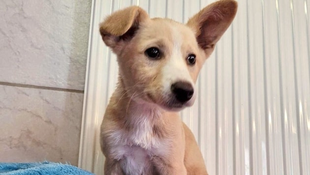 Goggle eyes to fall in love with: The adorable puppy Peterl is waiting for his new loving family at the Schandl boarding kennel. (Bild: Christian Schulter)