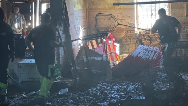 Chickens left behind were caught with landing nets (Bild: Tierhilfe Gusental)