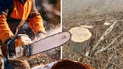Rodungsarbeiten riefen Naturschützer auf den Plan.