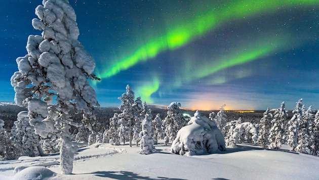 Tief verschneiter Wald im finnischen Lappland: Nordlichter (Aurora borealis) in der Dämmerung. (Bild: Thomas Kast/Prima Reisen)