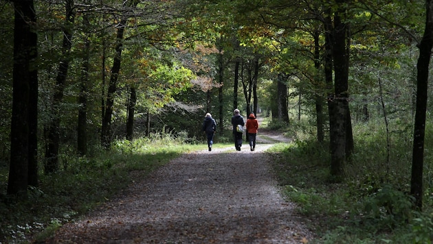 The 520 hectares along the Salzach are to be renaturalized after being purchased by the state. (Bild: Tröster Andreas)