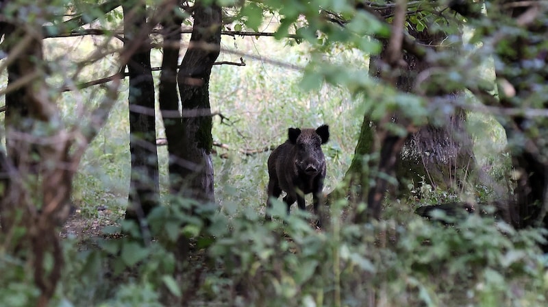 Landowner Maximilian Mayr-Melnhof uses the floodplain partly as a hunting reserve for wild boar. (Bild: Tröster Andreas)