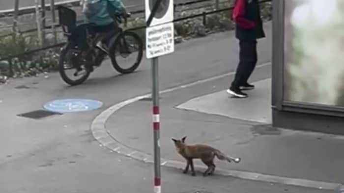 Eyewitnesses stopped in amazement and watched the "passer-by".