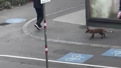 Am Mittwochmorgen wurde der Rotfuchs vor einem Supermarkt in Wien-Ottakring gesichtet. (Bild: Leserreporter)