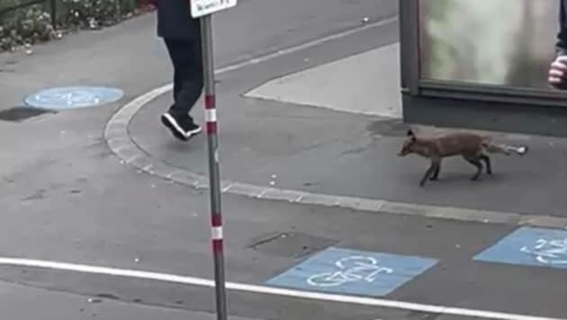 On Wednesday morning, the red fox was spotted outside a supermarket in Vienna-Ottakring. (Bild: Leserreporter)