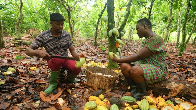 The cocoa fruits must be harvested by hand. (Bild: Nipah Dennis/FAIRTRADE Austria/Fairpicture)