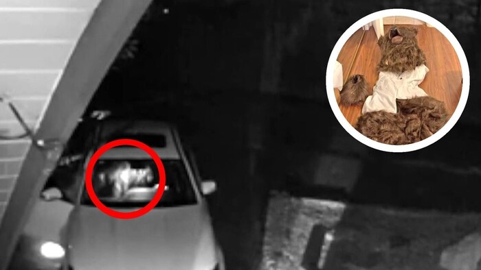 Mit diesem Bärenkostüm versuchten die Betrüger, die Polizei zu täuschen.
