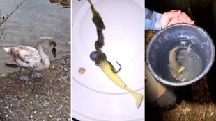 Schwan „Axel“ hatte eine Angelschnur verschluckt. Am anderen Ende befand sich der Haken samt ...