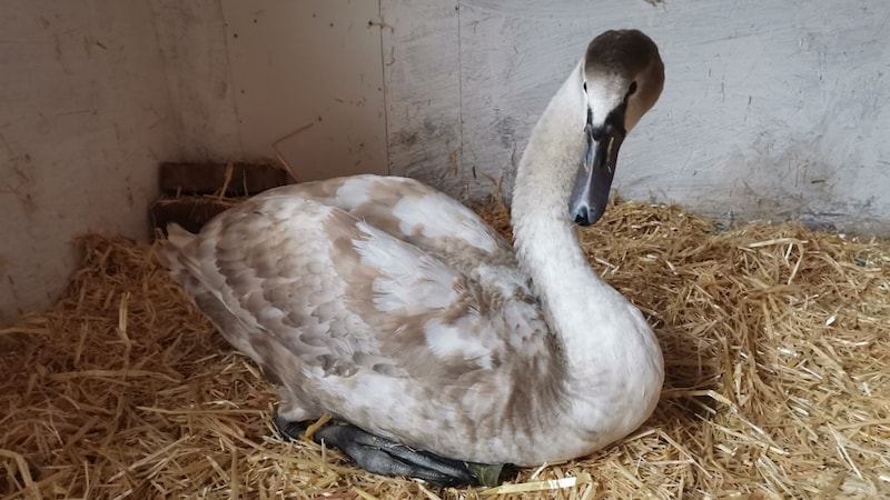 „Axel“ wurde mittlerweile wieder in die Freiheit entlassen. (Bild: Tierheim Wörgl/Sarah Schauer)