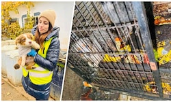 Nach einer Schwerpunktaktion der ungarischen Polizei wurden über 500 Tiere aus ...