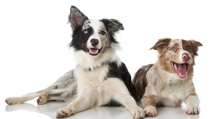 Sogar bei Hunden gibt es Trend-Farben! Für besonders schöne Fellzeichnung oder Augenfarben ...