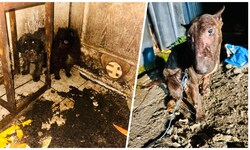Die abgenommenen Hunde waren abgemagert und vegetierten in ihrem eigenen Dreck.
