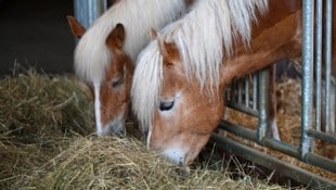 In einem Reitstall in Pennewang (Symbolbild) verletzten vier Hunde eine 37-Jährige an Händen, Beinen und Hüfte. (Bild: Wolfgang Spitzbart .)