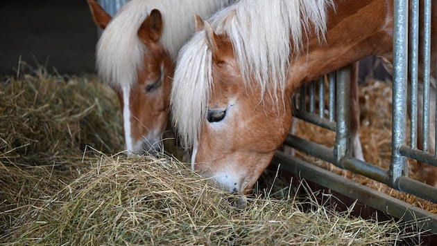 In einem Reitstall in Pennewang (Symbolbild) verletzten vier Hunde eine 37-Jährige an Händen, Beinen und Hüfte. (Bild: Wolfgang Spitzbart .)