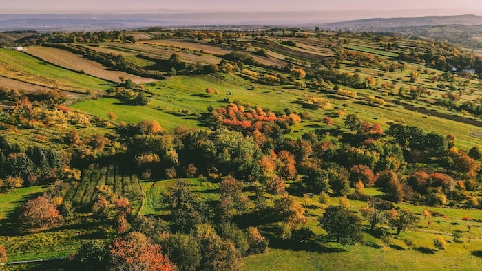 Old orchards are also being revitalized.