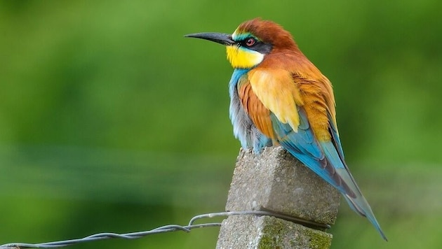 Bee-eaters are migratory birds. They spend the winter in Africa. (Bild: Pixabay)