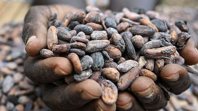 11,000 instead of 2000 US dollars: Cocoa became significantly more expensive. (Bild: APA/AFP/Issouf SANOGO)