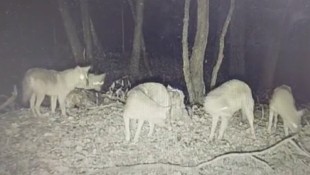 Dieses Rudel mit fünf Tieren tappte diese Woche im Bezirk Hartberg-Fürstenfeld in die Fotofalle. (Bild: Steirische Jägerschaft)