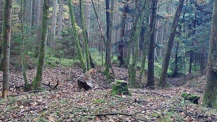 Fast nicht zu erkennen, ist dieser Schakal in einem Wald in der Oststeiermark.