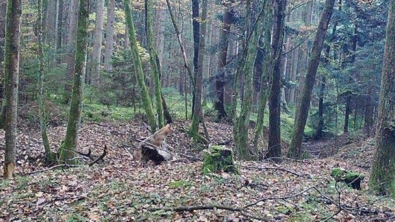 Fast nicht zu erkennen, ist dieser Schakal in einem Wald in der Oststeiermark. (Bild: Steirische Jägerschaft)