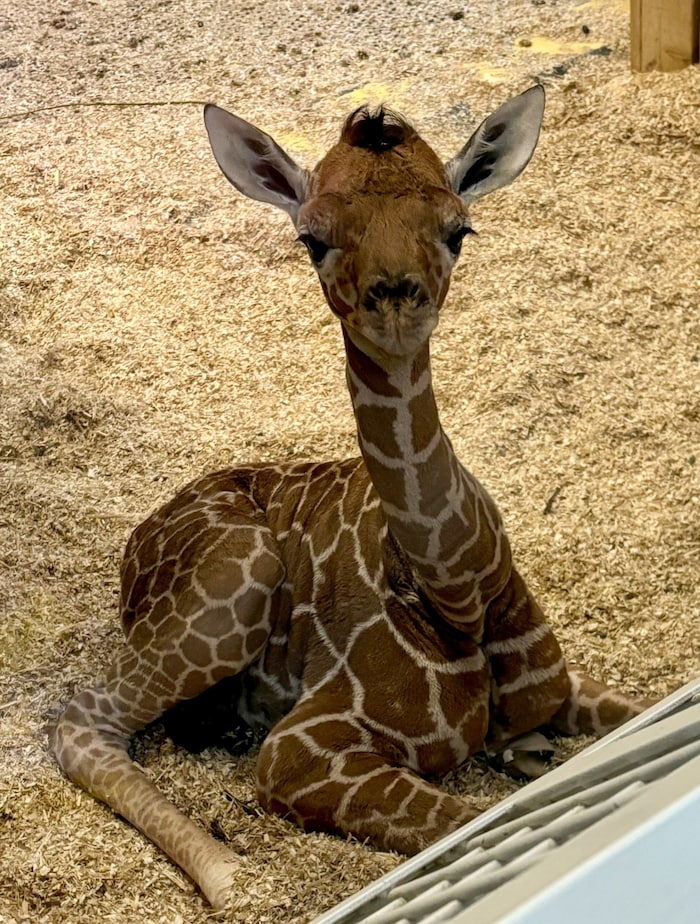 The birth was "picture-perfect". With giraffes in particular, there is always an initial major risk, as the animals give birth standing up and the young fall around two meters. 