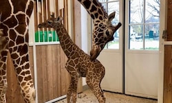 Jubel in Schönbrunn: In der Nacht auf Donnerstag kam ein Netzgiraffen-Baby auf die Welt. 