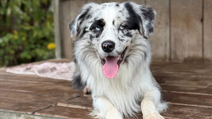 Boarder Collie mongrel Neo.