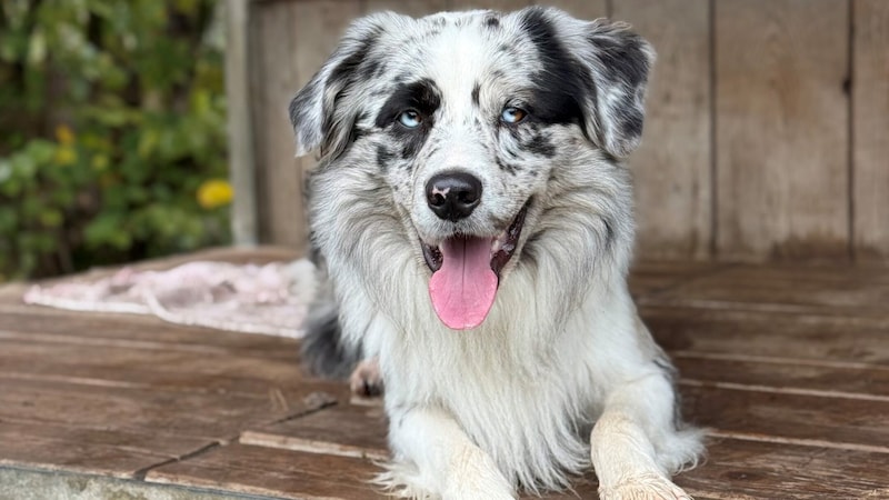 Boarder Collie Mischling Neo. (Bild: Tierschutzheim Vorarlberg)