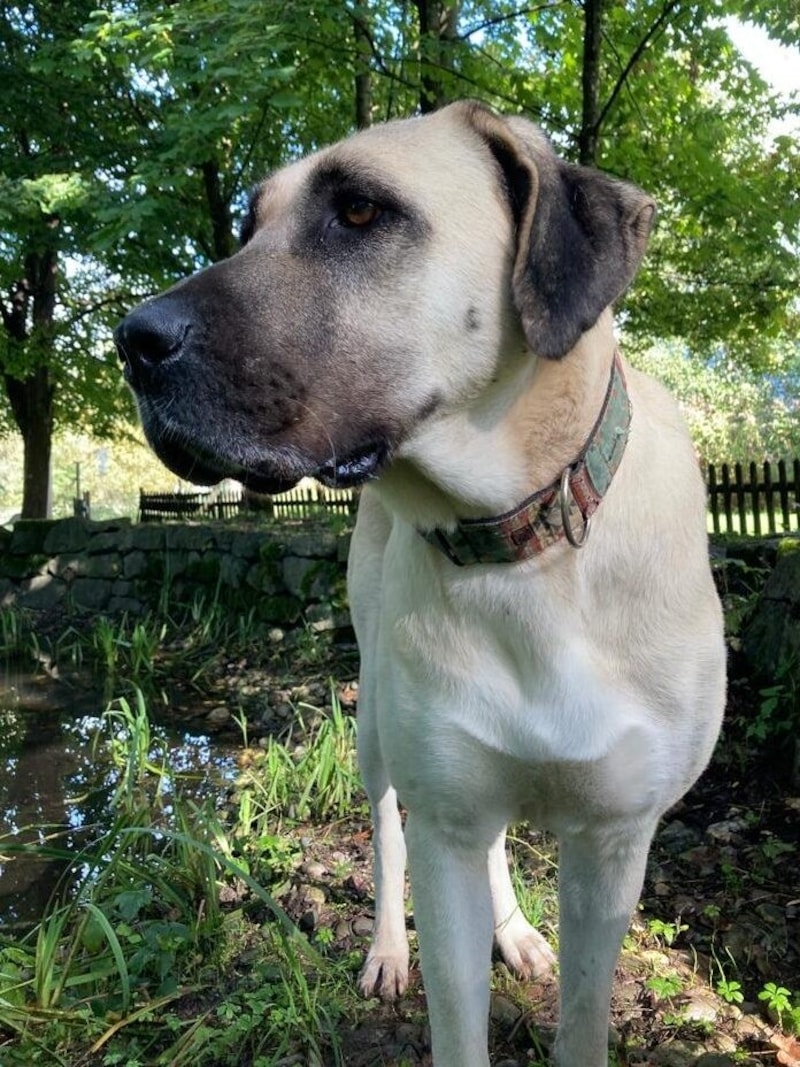 Kangal Hündin Isra. (Bild: Tierschutzheim Vorarlberg)