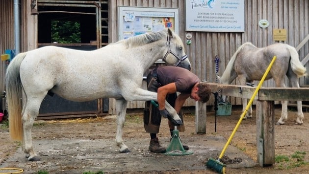 Karl Distl betreut als Hufschmied alle Therapie- und Lehrpferde des Vereins kostenlos! (Bild: Lyall Gardiner)