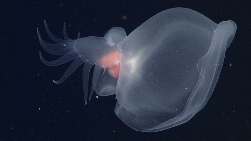 Anatomie und Genetik zeigten, dass es sich bei dem Tier um eine Nacktschnecke handelte, allerdings um eine höchst ungewöhnliche Art. (Bild: MBARI)