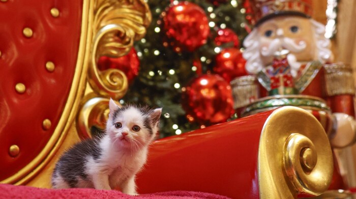 Erst vier Wochen ist dieses Katzenbaby alt.