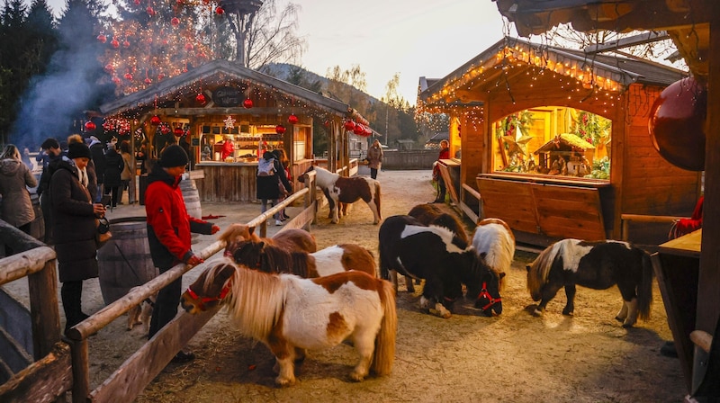 The ponies try their luck with the guests (Bild: Tschepp Markus)