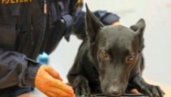 Der belgische Schäfer „Esprit Stormcaller“ ist einer der speziell ausgebildeten Polizeihunde. Er ist darauf trainiert, USB-Sticks & Co. zu erschnüffeln. (Bild: LPD OOE Michael Dietrich)