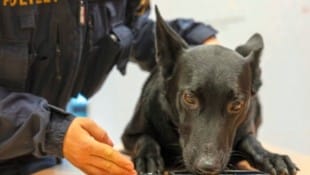 Der belgische Schäfer „Esprit Stormcaller“ ist einer der speziell ausgebildeten Polizeihunde. Er ist darauf trainiert, USB-Sticks & Co. zu erschnüffeln. (Bild: LPD OOE Michael Dietrich)