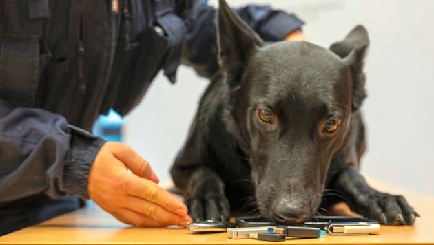 The Belgian shepherd "Esprit Stormcaller" is one of the specially trained police dogs. He is trained to sniff out USB sticks and the like. (Bild: LPD OOE Michael Dietrich)