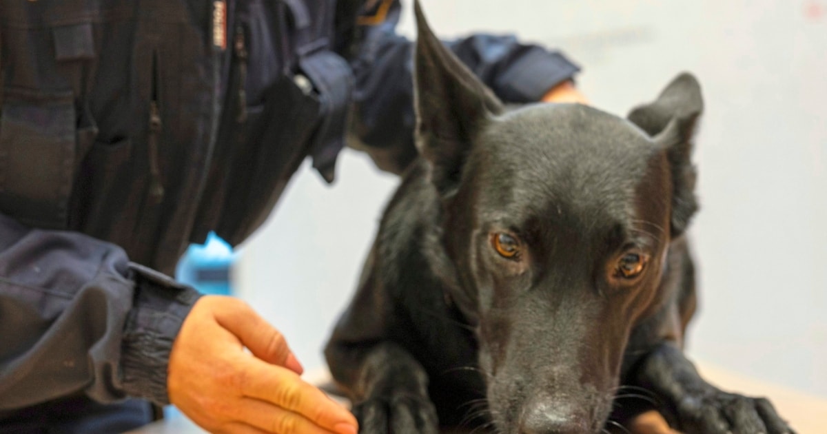 Police four-legged friends – “Cyberdogs” sniff out prohibited data carriers