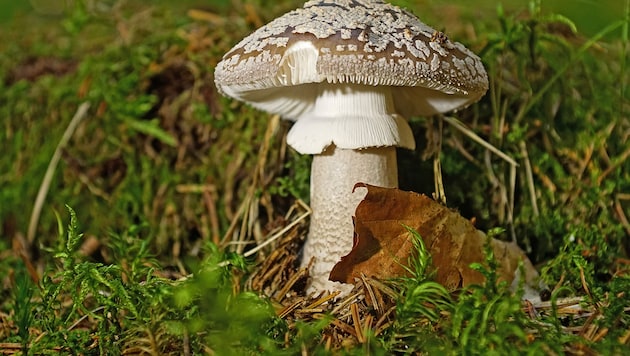 The panther mushroom in the picture, together with the button mushroom, is considered the most poisonous native species. (Bild: Litzlbauer Alois/Alois Litzlbauer)